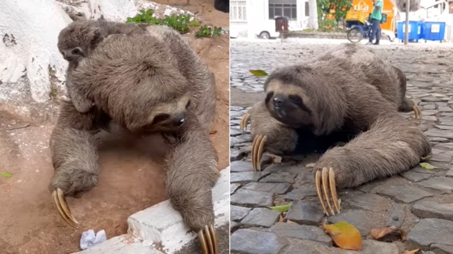 Preguiças surpreendem visitantes em Teófilo Otoni e viram atração local - Imagem do artigo original