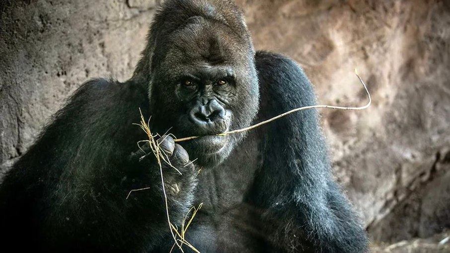 Gorila Gino morre aos 44 anos e deixa legado no Disney’s Animal Kingdom - Imagem do artigo original