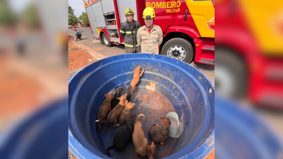 Bombeiros resgatam nove crias de cão presas em obra em Goiatuba - Imagem do artigo original