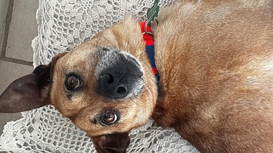 Cão resgatado sobrevive a enchentes e é atropelado no primeiro passeio em São Paulo - Imagem do artigo original