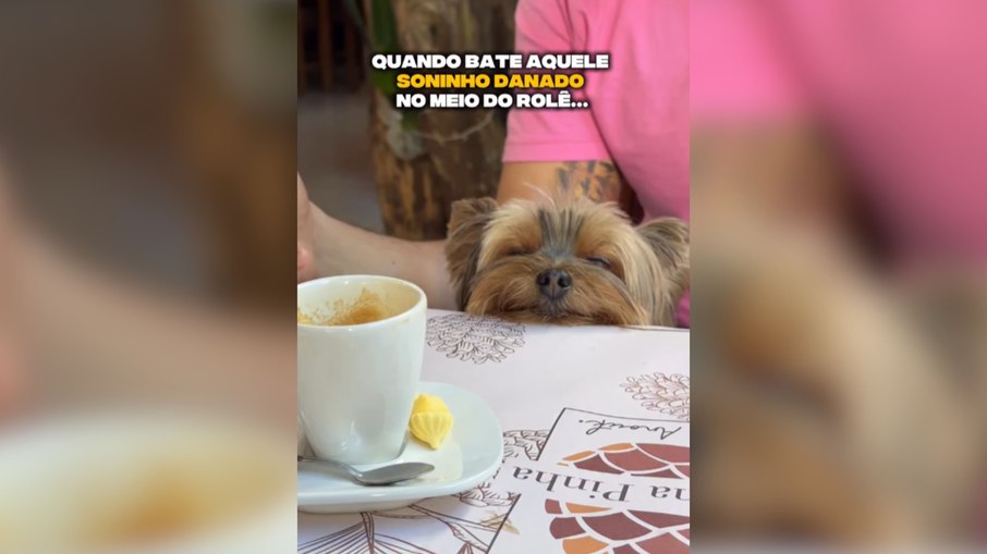 Yorkshire adormece durante passeios e conquista milhares nas redes sociais - Imagem do artigo original