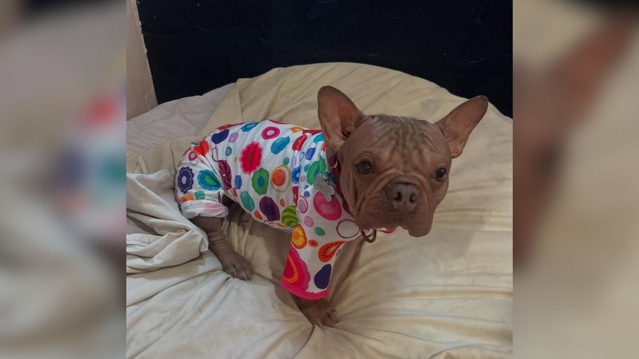 Petúnia vence concurso do cão mais feio do mundo e destaca importância da adoção - Imagem do artigo original