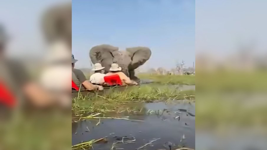 Elefante investe contra canoas e atira turistas à água no delta do Okavango - Imagem do artigo original