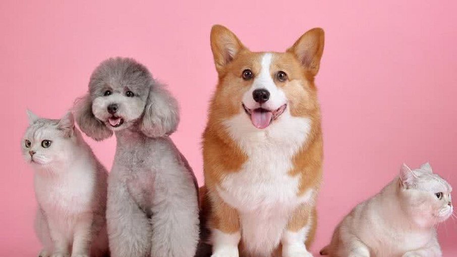 Outubro Rosa Pet destaca castração precoce contra cancro mamário em cadelas e gatas - Imagem do artigo original