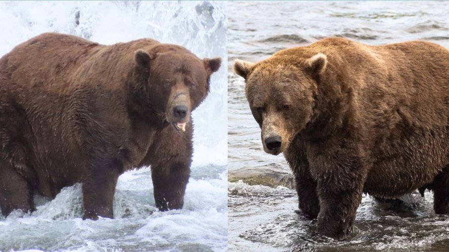 Urso Chunk conquista Fat Bear Week 2025 com mais de 500 kg - Imagem do artigo original