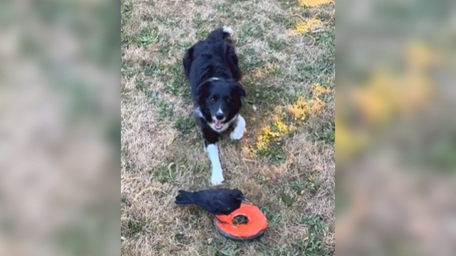 Cão Meeko cria laço inesperado com corvo resgatado em Portland - Imagem do artigo original