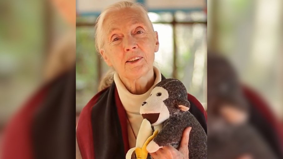 Jane Goodall morre aos 91 anos e deixa legado na conservação dos chimpanzés - Imagem do artigo original
