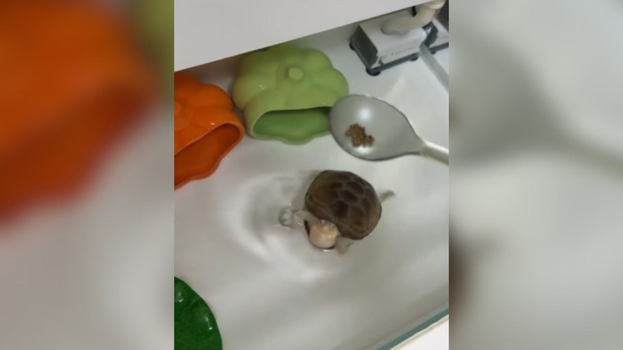 Vídeo de tartaruga mostra que fome é motor para treino sem parar - Imagem do artigo original
