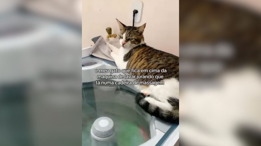 Vídeo mostra gato a relaxar em máquina de lavar e conquista as redes sociais - Imagem do artigo original