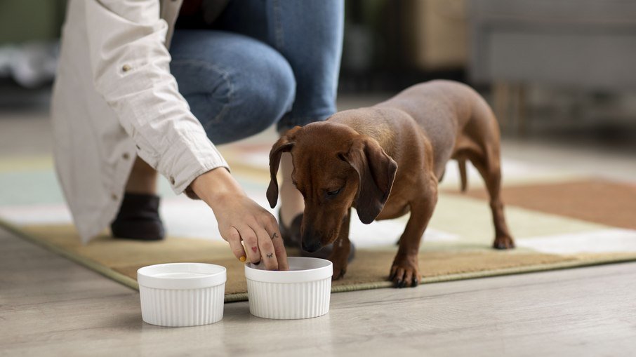 Cães preferem textura e aroma específicos na ração; veja recomendações de veterinária - Imagem do artigo original