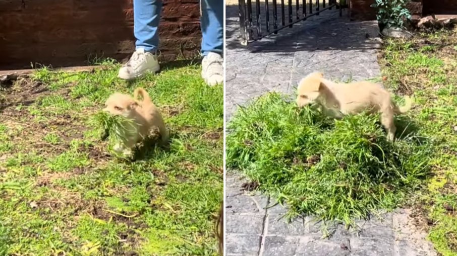 Vídeo mostra cão a recolher relva e conquista milhões nas redes sociais - Imagem do artigo original