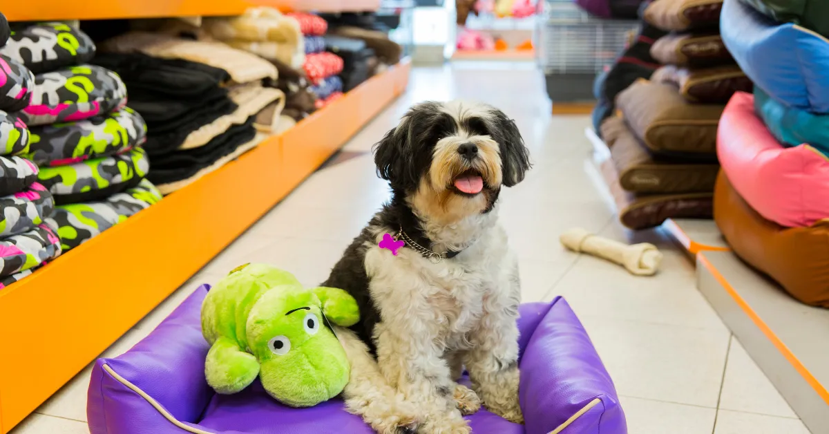 Gestão financeira para pet shops: transforme seu negócio em sucesso garantido