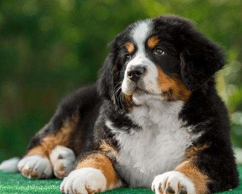 Como Ensinar Comandos Básicos ao Cão Boiadeiro de Bernese