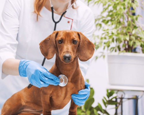 Sintomas de Câncer em Cães e Gatos Detectados Precoce