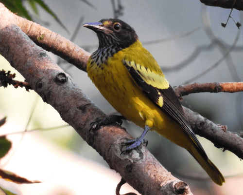 Dicas Práticas para Identificar Aves pelo Canto: Aplicativos Úteis e Fotos de Bird Sounds