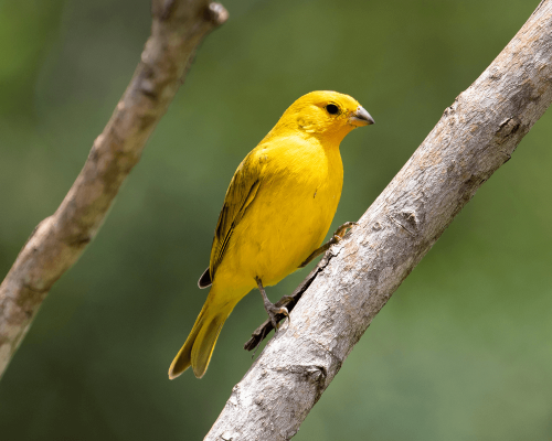 Diagnóstico e Prevenção de Doenças Respiratórias em Aves: Principais Sinais Clínicos, Tratamento e Impacto na Produção.