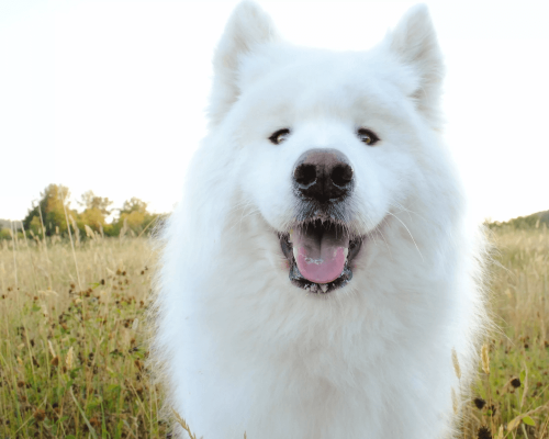 Cão Samoieda: O Companheiro Peludo e Amoroso da Sibéria