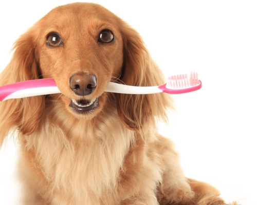 Cuidados Dentários para Cães: Dicas para Manter a Boca Saudável