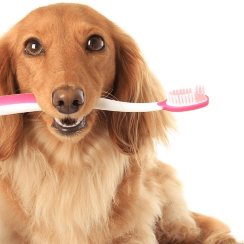 Cuidados Dentários para Cães: Dicas para Manter a Boca Saudável