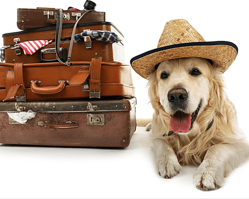 Viagens e Turismo com Pets: Guia Completo para Viajar