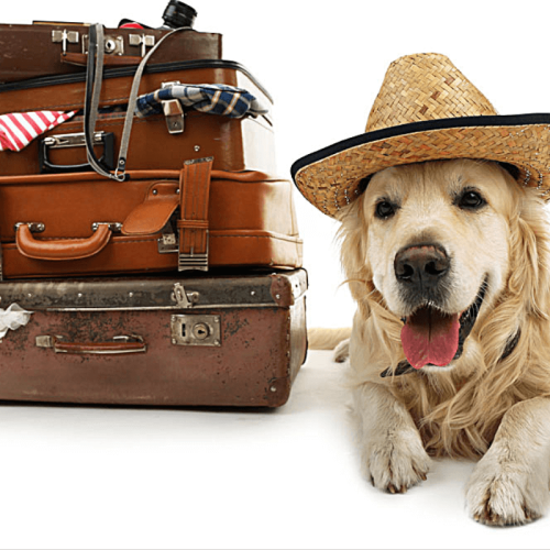 Viagens e Turismo com Pets: Guia Completo para Viajar