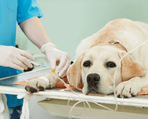 Câncer de Pele em Cães e Gatos: Prevenção e Cuidados