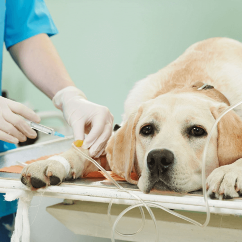 Câncer de Pele em Cães e Gatos: Prevenção e Cuidados