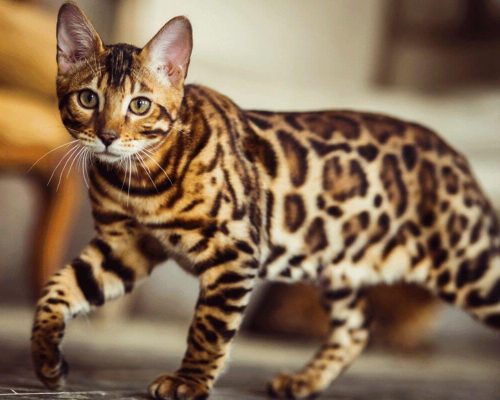 O Encanto Felino: Desvendando os Mistérios do Gato Bengal em Nosso Blog Pet!