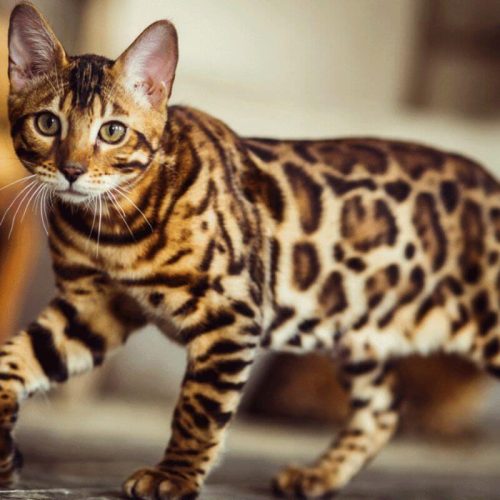 O Encanto Felino: Desvendando os Mistérios do Gato Bengal em Nosso Blog Pet!