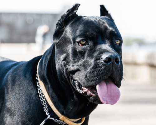 Cane Corso: Tudo que Você Precisa Saber Antes de Adotar um Gigante de Coração Mole