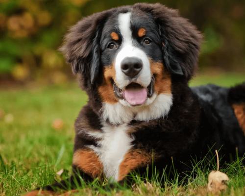 Guia Completo: Cão Boiadeiro de Bernese – A Raça Canina que Vão Conquistar seu Coração!