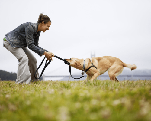 Como ajudar meu cachorro ansioso: dicas para cuidar da saúde do seu pet