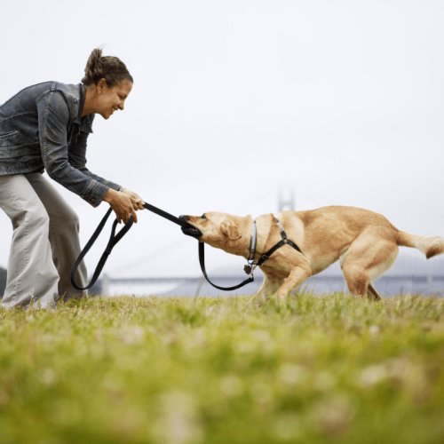 Como ajudar meu cachorro ansioso: dicas para cuidar da saúde do seu pet