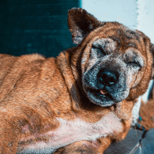 Doenças de Pele: Dermatofitose em Cães - Sintomas, Tratamento e Cuidados