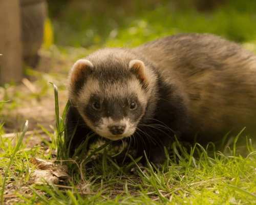 Cuidados de Saúde para Furões de Estimação: Como Cuidar Corretamente dos Meus Animais de Estimação