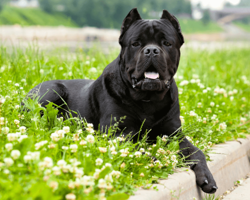 Os Mistérios do Cane Corso: Mitos, Fatos e Curiosidades da Raça