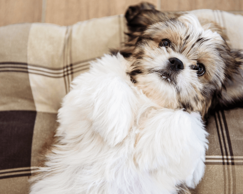 Descubra o Guia Completo das Raças de Cães Hipoalergênicos: Conheça os cuidados essenciais para o seu pet.