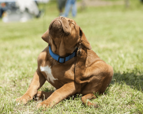 Passo a passo para eliminar pulgas do seu pet com eficácia