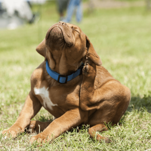 Passo a passo para eliminar pulgas do seu pet com eficácia