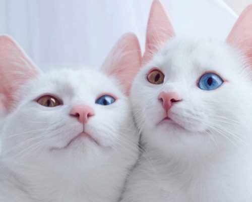 O Mistério em Pelagem: Gato Khao Manee, o Gato de Olhos Diamantes em Destaque no Nosso Blog Pet!