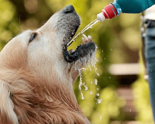 A Importância da Hidratação em Cachorros com Diarreia: Causas, Tratamento e Dicas de Alimentação