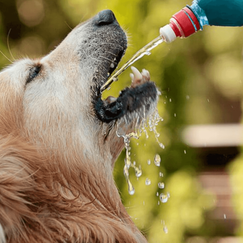 A Importância da Hidratação em Cachorros com Diarreia: Causas, Tratamento e Dicas de Alimentação