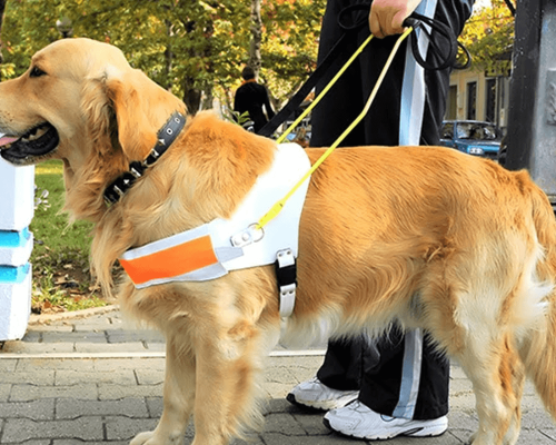 Companheiros Inseparáveis: A Importância dos Pets para Pessoas com Necessidades Especiais.