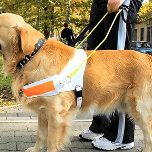 Companheiros Inseparáveis: A Importância dos Pets para Pessoas com Necessidades Especiais.