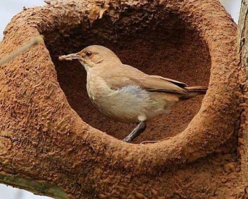 O Fascinante Mundo do João-de-barro (Furnarius rufus)