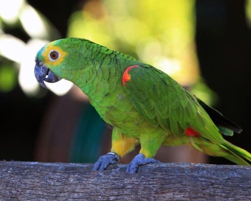 O Encantador Papagaio-verdadeiro (Amazona aestiva)