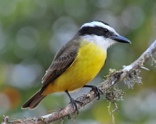 Explore o Bem-te-vi: Ave Vibrante da Fauna Brasileira