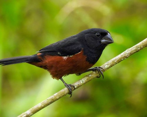 Conheça o Curió, o pássaro com canto encantador