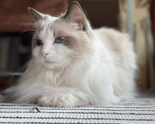 Descubra as Características do Ragdoll: o Gato Mais Relaxado do Mundo.