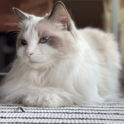 Descubra as Características do Ragdoll: o Gato Mais Relaxado do Mundo.